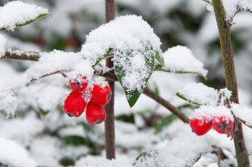 Red Chokeberries in Snow