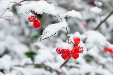 Chokeberries in Snow