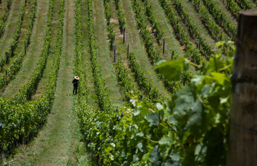 Fototapeta na wymiar Winery and vineyards on Waiheke Island off Auckland, New Zealand.
