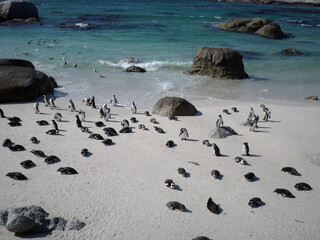 lots of pinguins at the beach 