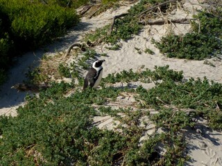 Obraz na płótnie Canvas penguin lost on the rocks