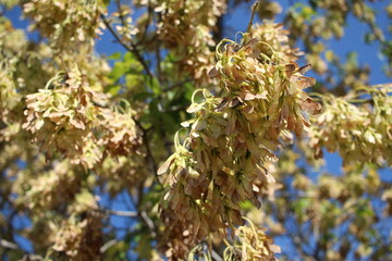 maple seeds grow on the branches of a tree in the forest