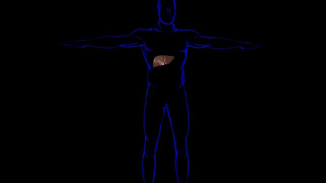 Human Liver Anatomy For Medical Concept 3D