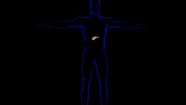 Human pancreas Anatomy For Medical Concept 3D Illustration