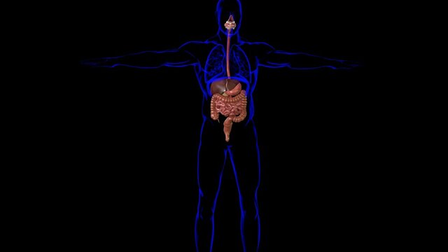Human Digestive System Anatomy For Medical Concept 3D