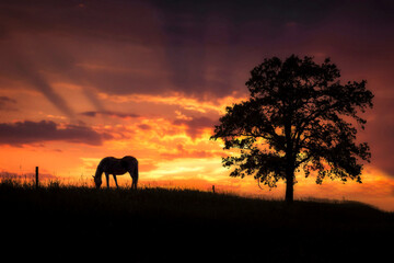 Fototapeta na wymiar silhouette of a horse grazing on a hill beside a tree under a beautiful sunset