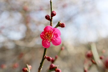 春の便り　梅の花　紅梅　風景