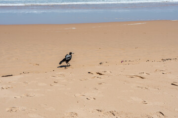 magpie on the sand on the beach