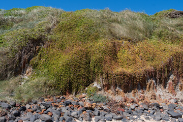 greens shrub on beach