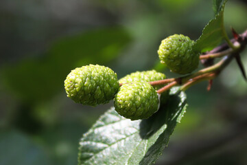 Macro of green unripe alder catkin cones