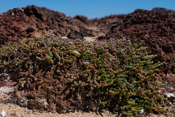 little plants at Phillip island beach