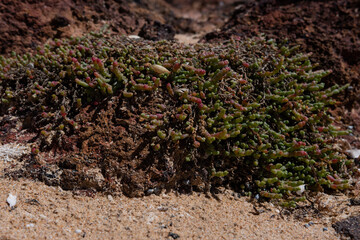 little plants at Phillip island beach
