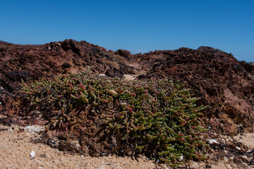 little plants at Phillip island beach