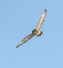Short-eared Owl in Flight on Blue Sky in Winter