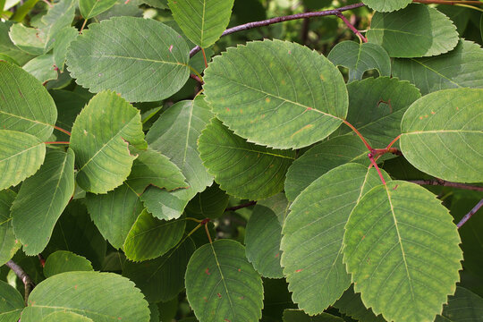 A background of green alder leaves on a shrub
