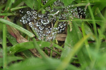 dew drops on a green grass background
