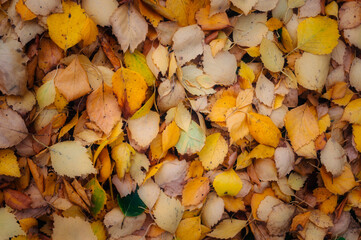 Beautiful orange fallen leaves, top view