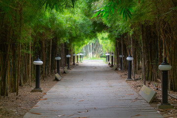 A walkway in a park that goes under the bamboo trees 