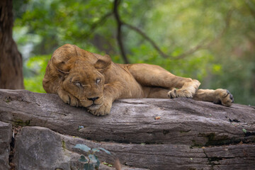 Naklejka na ściany i meble A lazy female lion sleeping on a rock under the tree.