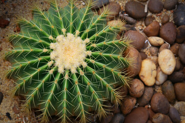 Naklejka na ściany i meble Top view image of Echinocactus Grusonii.