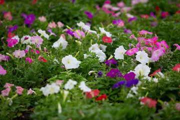 Fototapeta premium Petunia is genus of 20 species of flowering plants of South American origin. The popular flower of the same name derived its epithet from the French.