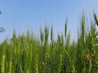 Green wheat field. Panoramic view of green field of wheat a clear sunny day. Meadow and blue sky. Wheat is a grass widely cultivated for its seed, a cereal grain which is a worldwide staple food.