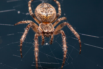 Close up of a brown spider