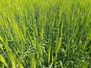Green wheat field. Panoramic view of green field of wheat a clear sunny day. Meadow and blue sky. Wheat is a grass widely cultivated for its seed, a cereal grain which is a worldwide staple food.