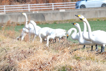 Obraz na płótnie Canvas 安曇野の里の白鳥の群生