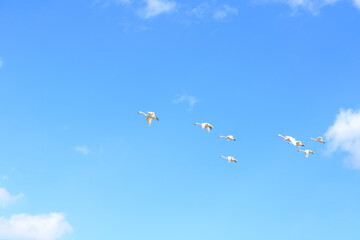 大空を舞うこはくちょうの姿