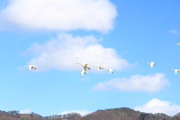 大空を舞うこはくちょうの姿