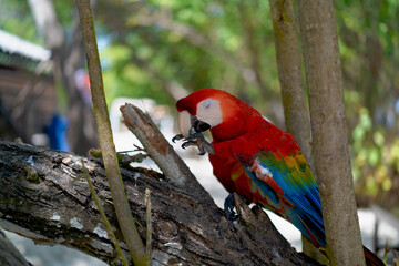 red and green macaw