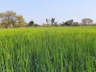 Green wheat field. Panoramic view of green field of wheat a clear sunny day. Meadow and blue sky....