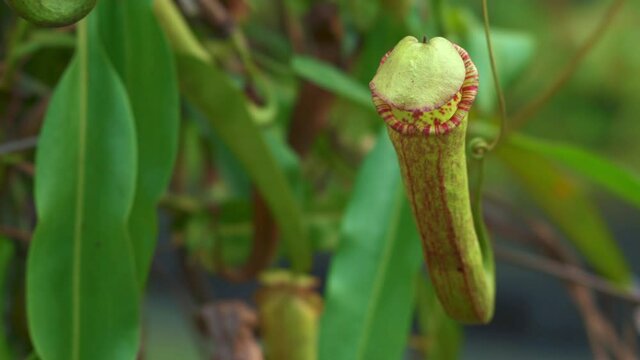 Nepenthes Plant Insect Trapped Plant in Nature