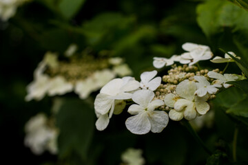 white hydrangea. white flowers on a green background. flowering shrub. flowers on tree branches. floral background. florist
