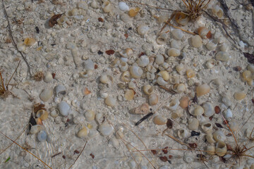 Caracoles en el agua, Bacalar, México 1 de febrero 2019