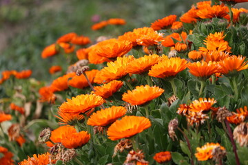 The Orange Flower Shining By The Sun
