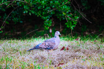 Bird Staring at the Camera