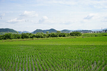Fresh green summer rice paddy field in Shiga, Japan - 水田 滋賀県 日本