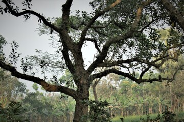 JACK FRUIT TREE AT MORNING AT GHOSH KAMAL PUR,