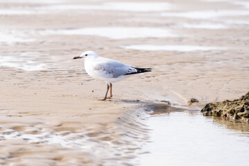 seagull on the beach