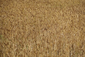Rural landscape with wheat field, texture, background - 小麦畑 山 田園風景 滋賀 日本