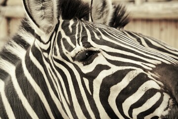 Obraz na płótnie Canvas Close-up Of Zebra