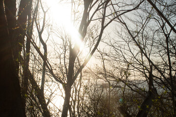 silhouette of trees an rays of sun between them