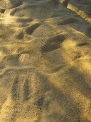 animal trace in the sand, animal tracks, footprints