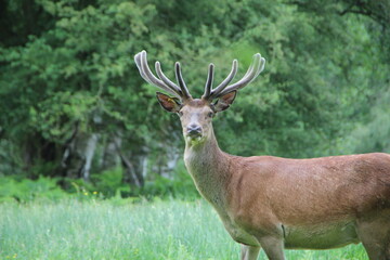 Naklejka na ściany i meble Red Deer, Windsor Great Park, United Kingdom.