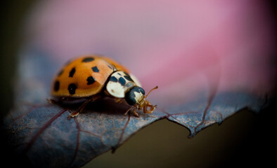 Ladybug on Leaf