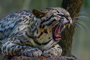 Felino