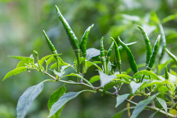 Green chili pepper in the chili garden