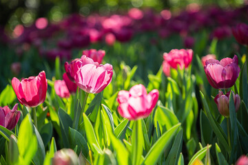 Fresh colorful tulip flowers in the garden at spring day